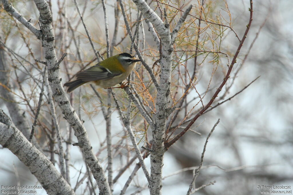 Common Firecrest