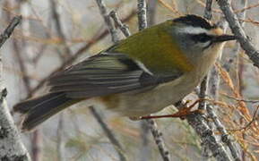 Common Firecrest