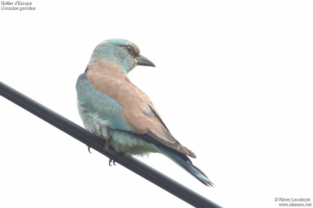 European Roller