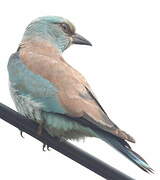 European Roller