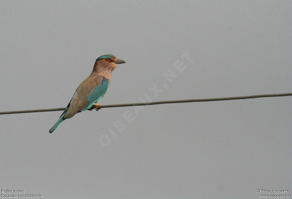 Indian Roller