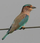 Indian Roller