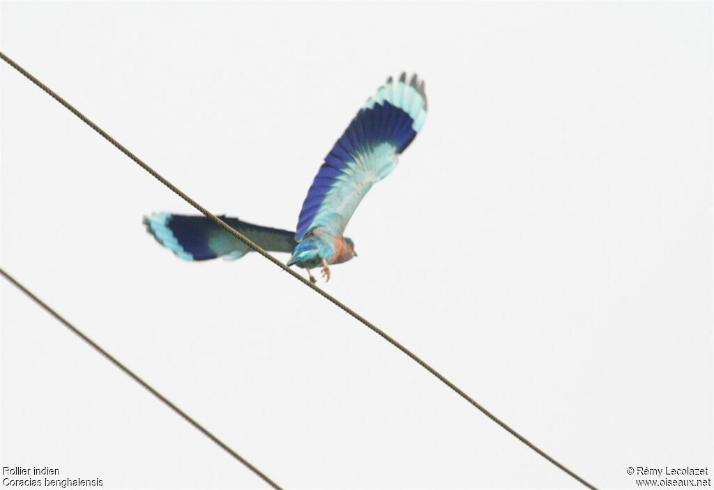 Indian Roller