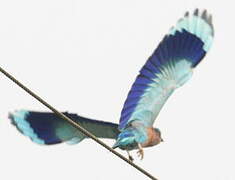 Indian Roller