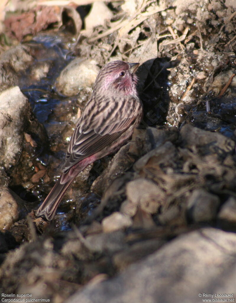 Himalayan Beautiful Rosefinch male adult