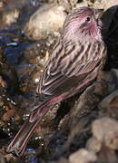 Himalayan Beautiful Rosefinch