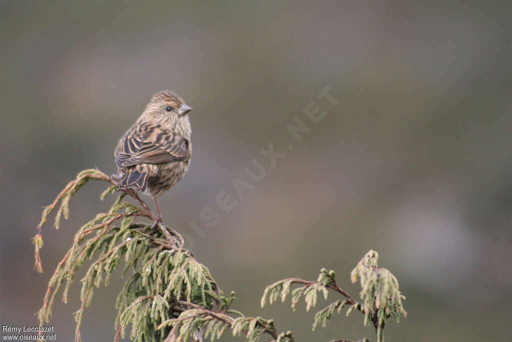 Roselin superbe femelle adulte, identification