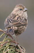 Himalayan Beautiful Rosefinch