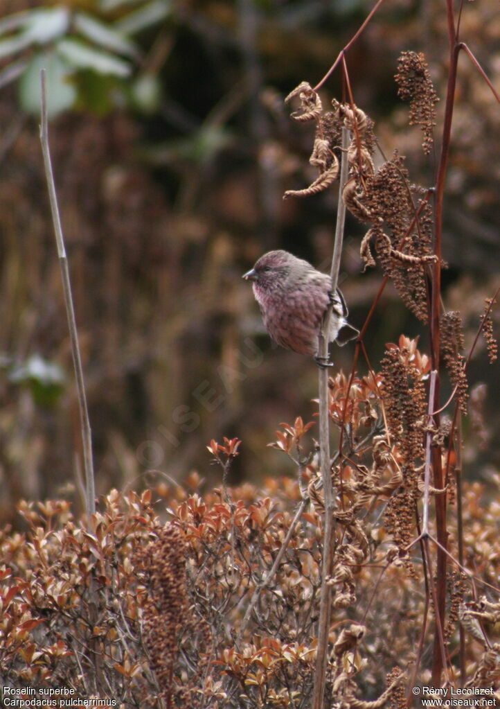 Himalayan Beautiful Rosefinch male adult