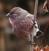 Himalayan Beautiful Rosefinch