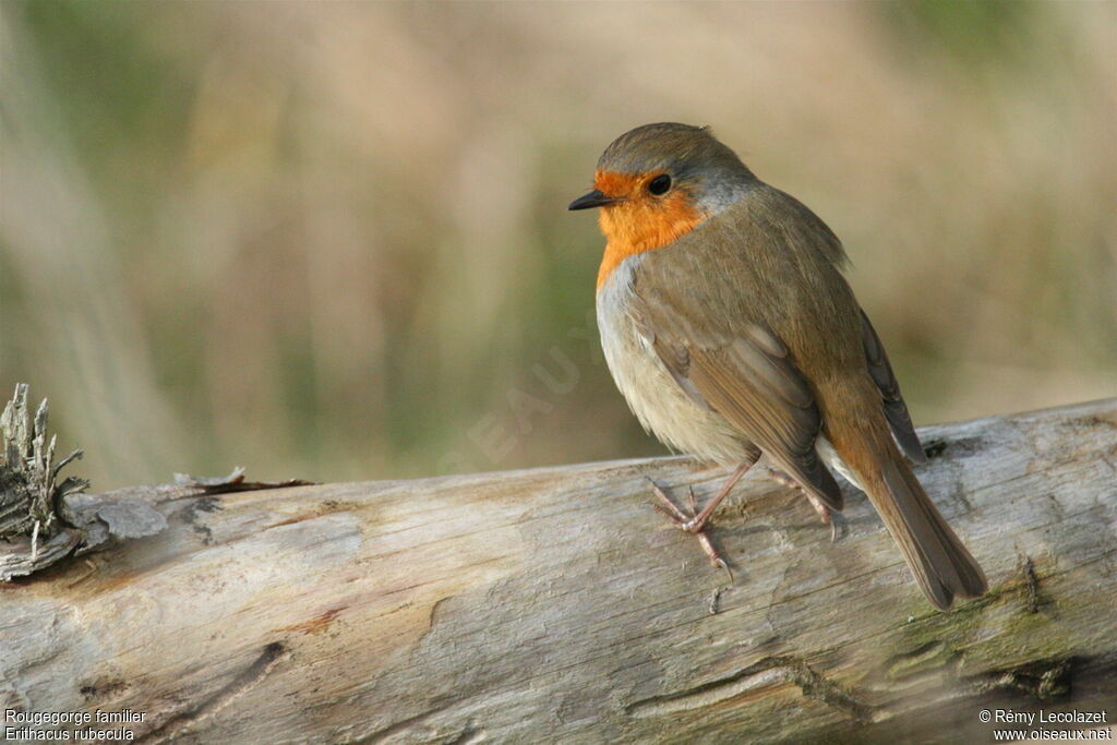 European Robin