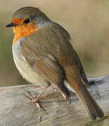 European Robin