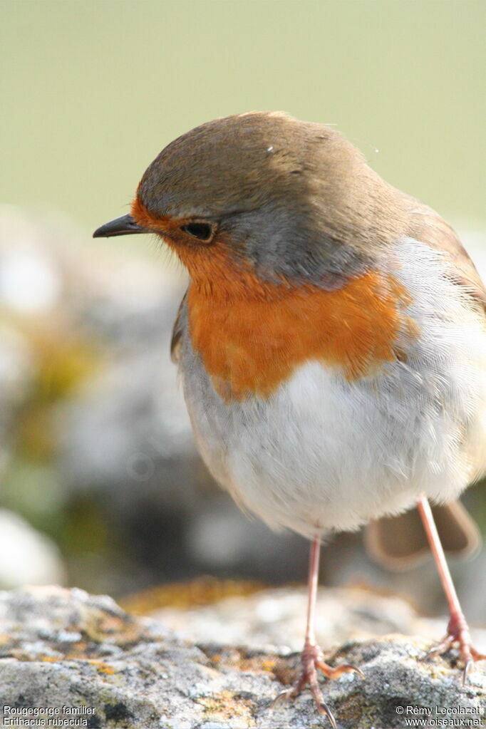 European Robin