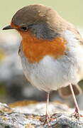 European Robin