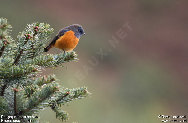 Blue-fronted Redstart male adult