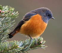 Blue-fronted Redstart