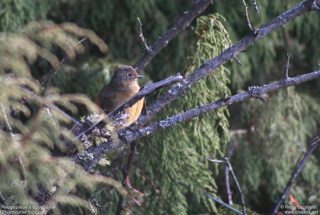 Blue-fronted Redstart female