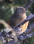 Blue-fronted Redstart