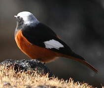 Güldenstädt's Redstart