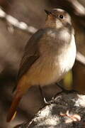 Güldenstädt's Redstart