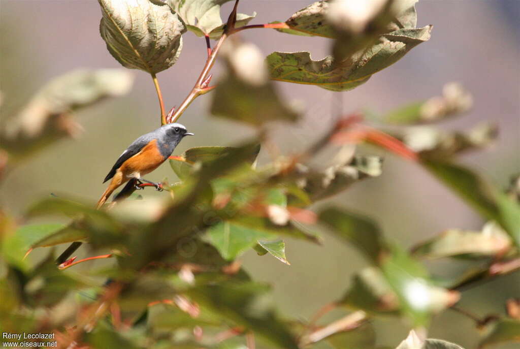 Hodgson's Redstart male adult