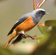 Hodgson's Redstart