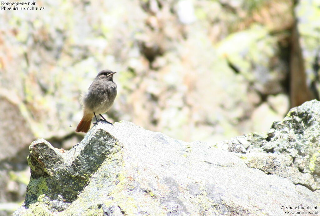 Black RedstartFirst year