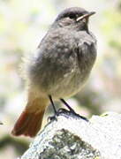 Black Redstart