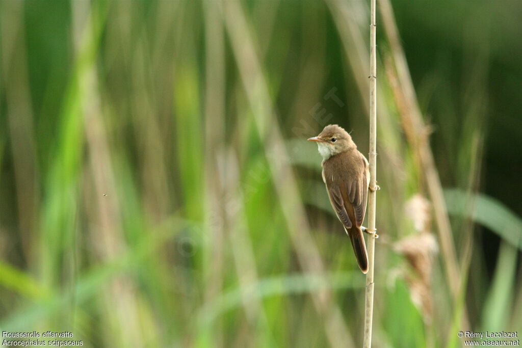 Eurasian Reed Warbler