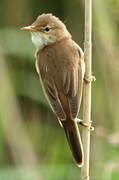 Eurasian Reed Warbler