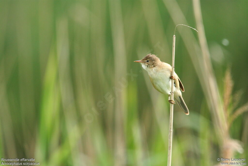 Eurasian Reed Warbler