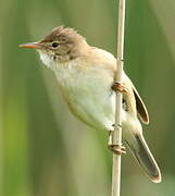 Common Reed Warbler