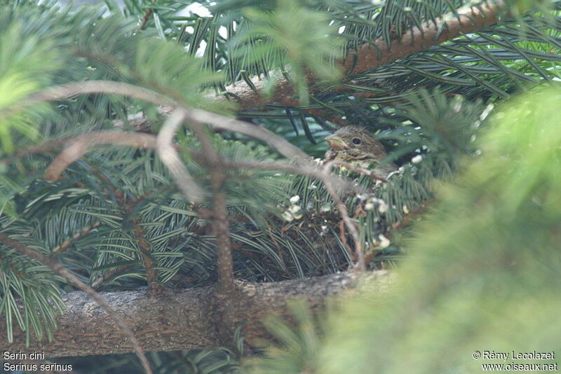 European SerinFirst year