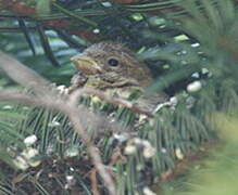 European Serin