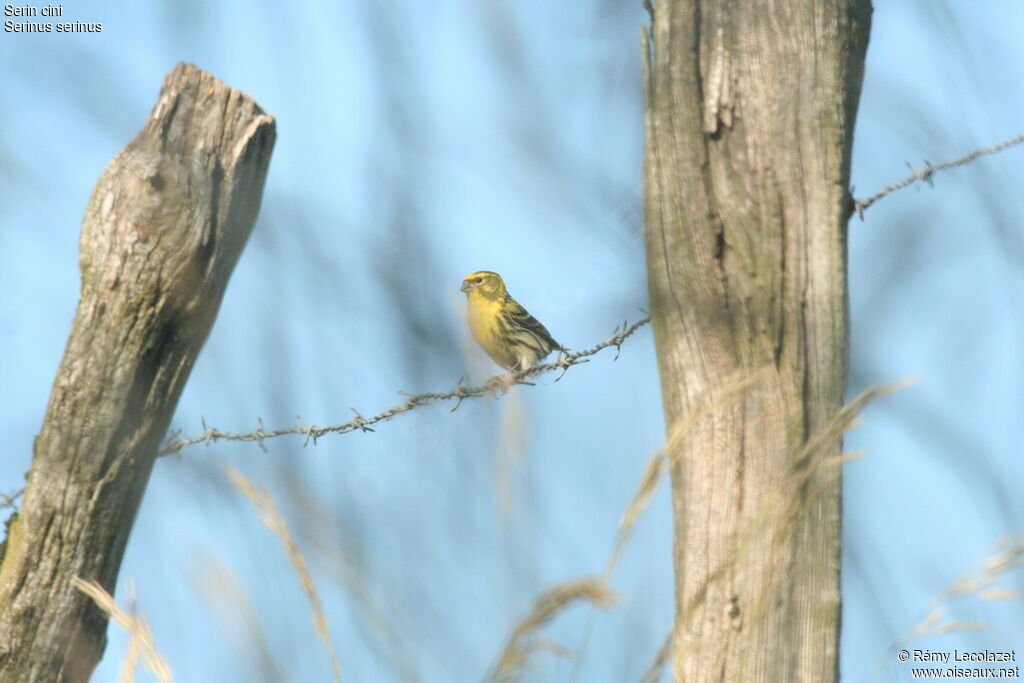 European Serin male adult breeding