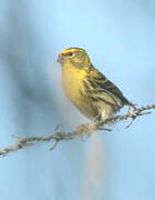 European Serin