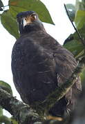 Crested Serpent Eagle