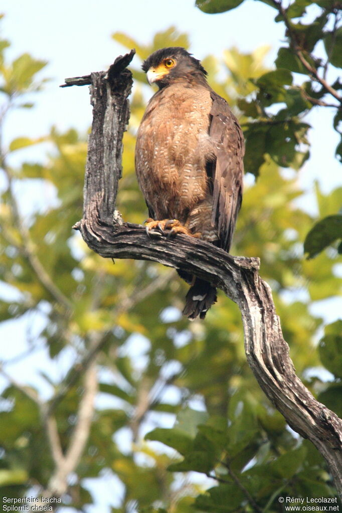 Crested Serpent Eagle