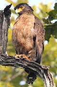 Crested Serpent Eagle