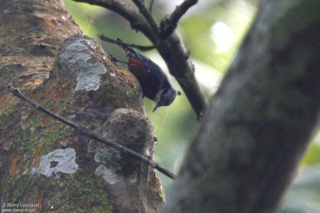 Indian Nuthatch