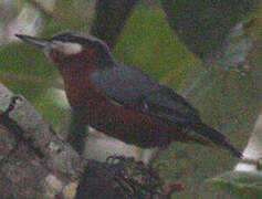 Indian Nuthatch