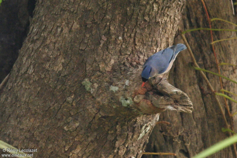 Velvet-fronted Nuthatch