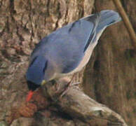 Velvet-fronted Nuthatch