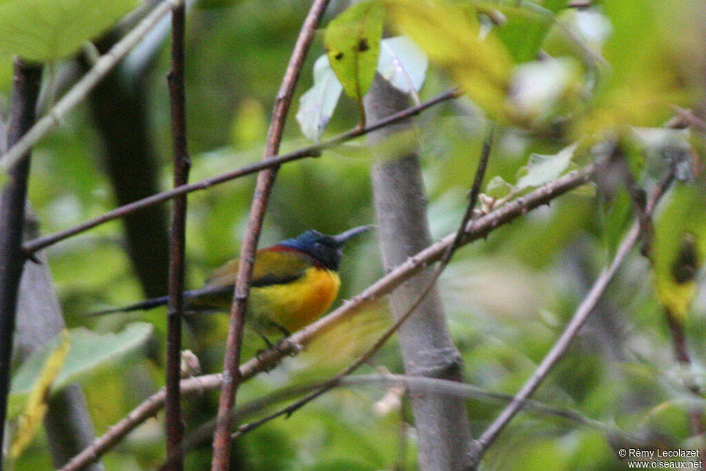 Mrs. Gould's Sunbird