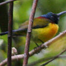 Souimanga de Gould