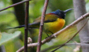 Mrs. Gould's Sunbird