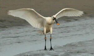 Eurasian Spoonbill