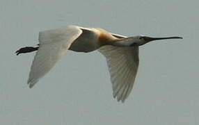 Eurasian Spoonbill