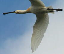 Eurasian Spoonbill