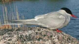 Arctic Tern